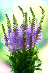 Physostegia virginiana pink flower stand in a vase