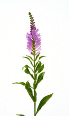 Physostegia virginiana pink flower stand in a vase