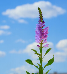 Physostegia virginiana pink flower stand in a vase