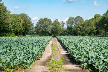 Green cabbage agriculture fields at the German countryside around Lastrup, Lower Saxony, Germany