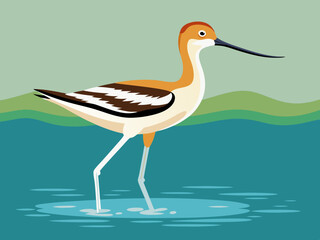 Avocette américaine pataugeant dans l’eau