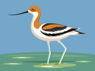 Avocette américaine pataugeant dans l’eau