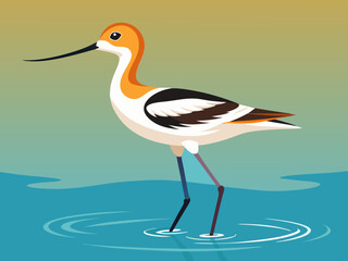 Avocette américaine pataugeant dans l’eau