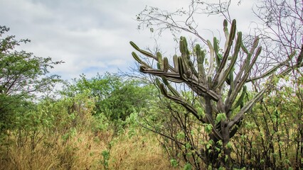 A towering cactus stands amidst lush green foliage under a cloudy sky, showcasing resilience in nature.