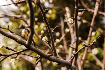 Spring twigs with rare white blooming flowers