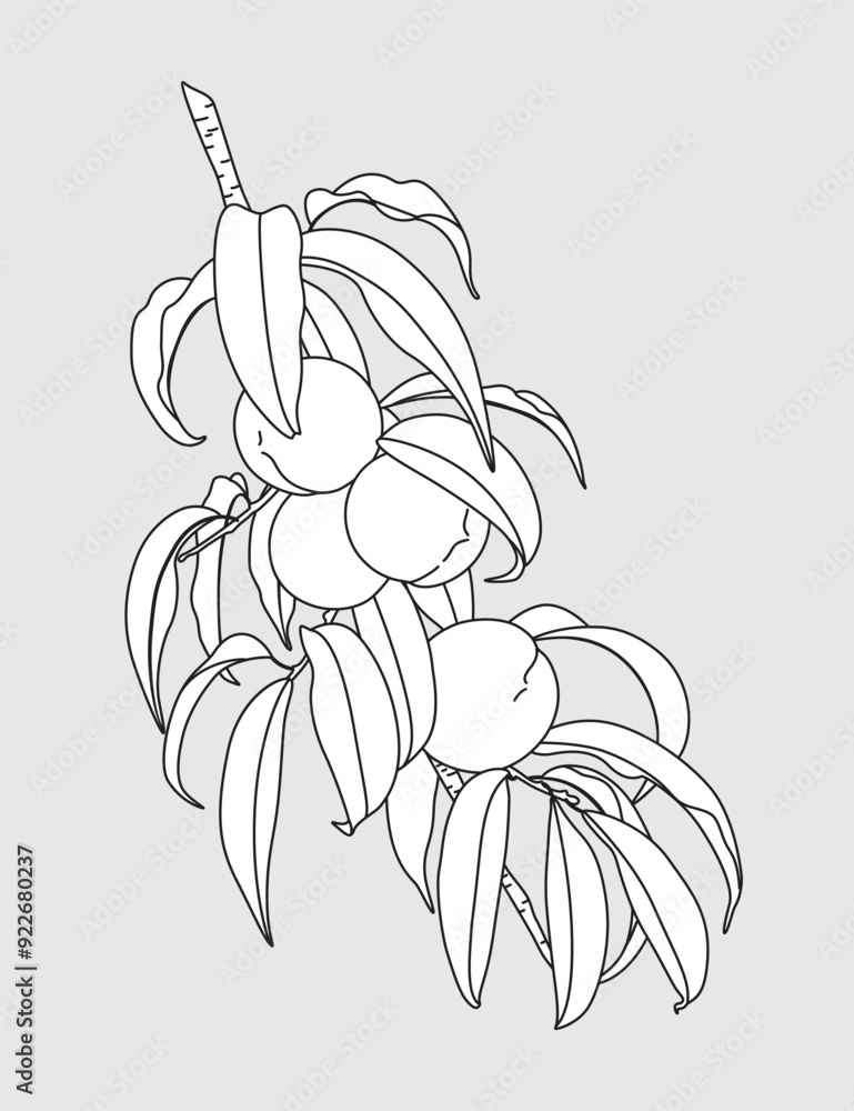 Canvas Prints outlined peach tree branch with fruits.