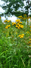 yellow flowers of tansy in the forest