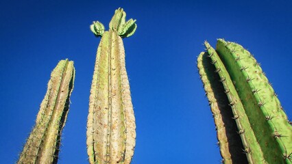 Three tall cacti under a bright blue sky, showcasing their vibrant green color and unique shapes.