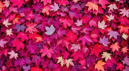 A vibrant autumn leaves in various shades of purple, red, pink and yellow as a background for design. Fall season banner. 