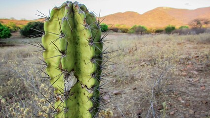 Close-up of a green cactus with sharp thorns, set against a dry, mountainous landscape.