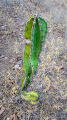 A striking green cactus stands tall against a backdrop of dry foliage, showcasing its unique structure and resilience.
