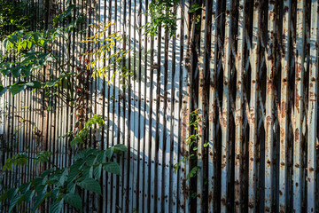 Old Wall sliding steel door,rusty iron hinged door tied with dense chains rusty old texture with green vine leaves that grows naturally background copy space text or design,Vintage style