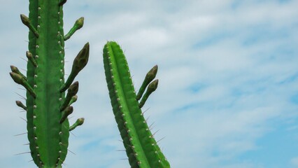 Two tall green cacti against a serene blue sky with soft clouds.