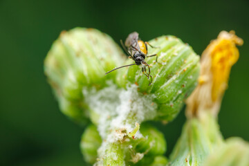 Vue macro d'un braconidae sur un bouton de fleur
