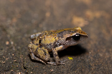 A cute bush squeaker (Arthroleptis wahlbergii) in a coastal forest