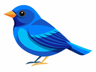 blue bird isolated on white background