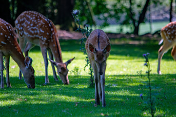 Eine Gruppe von Rehen grast friedlich auf einer Wiese im Nürnberger Tierpark