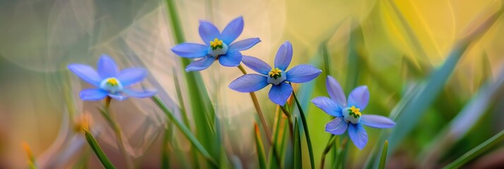 Annual blue-eyed grass featuring small, blooming flowers resembling fairy stars from the iris family.