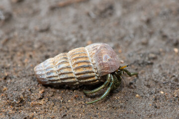 A cute hermit crab inhabiting the shell of a climbing whelk in the mangroves along an estuary 