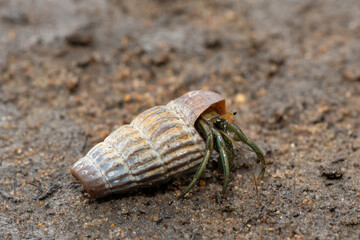 A cute hermit crab inhabiting the shell of a climbing whelk in the mangroves along an estuary 