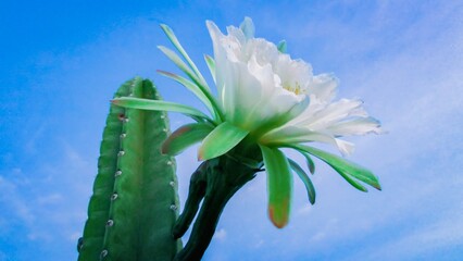 A stunning white cactus flower blooms against a blue sky, showcasing its delicate petals and vibrant green leaves.
