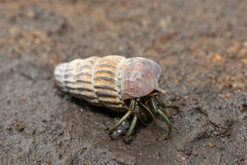 A cute hermit crab inhabiting the shell of a climbing whelk in the mangroves along an estuary 
