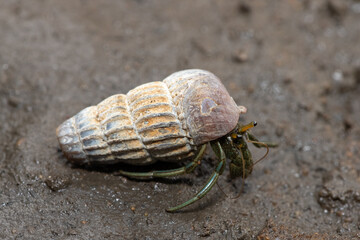 A cute hermit crab inhabiting the shell of a climbing whelk in the mangroves along an estuary 
