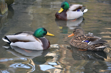 Three wild ducks mallards peacefully swimming in a water of park pond. Closeup photo outdoors.