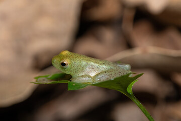 A beautiful water lily reed frog (Hyperolius pusillus) on a leaf in a coastal forest