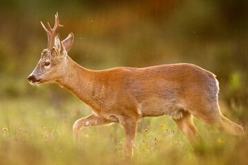 Roe deer walking at sunset in the summer meadow