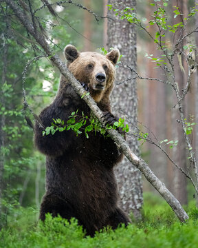 Brown bear bending a tree in the forest at summer