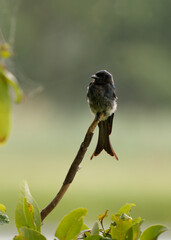 White-bellied Drongo Dicrurus caerulescens  bird found across the Indian Subcontinent, family Dicruridae, insectivorous and mainly black with a white belly and vent