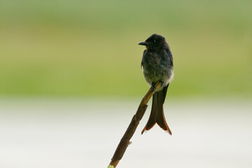 White-bellied Drongo Dicrurus caerulescens  bird found across the Indian Subcontinent, family Dicruridae, insectivorous and mainly black with a white belly and vent