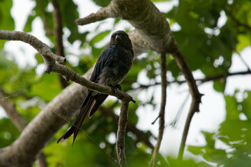 White-bellied Drongo Dicrurus caerulescens  bird found across the Indian Subcontinent, family Dicruridae, insectivorous and mainly black with a white belly and vent
