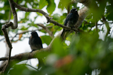 White-bellied Drongo Dicrurus caerulescens  bird found across the Indian Subcontinent, family Dicruridae, insectivorous and mainly black with a white belly and vent