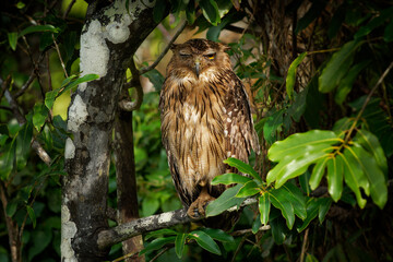 Brown Fish-Owl Ketupa bubo zeylonensis is bird in Strigidae, native from Turkey to South and Southeast Asia, big owl sitting in the tree in Sri Lanka or India