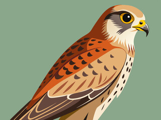 Kestrel femelle se percher.