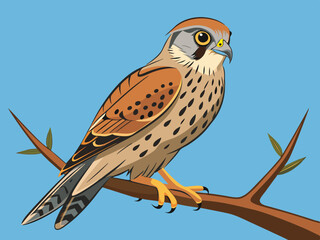 Kestrel femelle se percher.