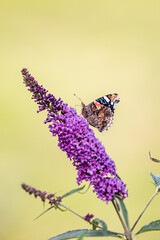 Colorful bright butterfly with orange wings on bright purple flowers - blooming buddleia and garden insects