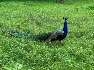 Obraz premium Peacock walking freely on a grass