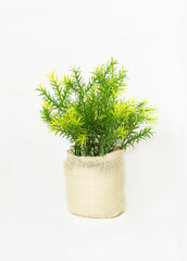 A small plant is in a pot with sackcloth. Vertical