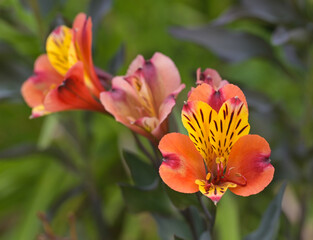 Naklejka premium Beautiful close-up of alstroemeria aurea