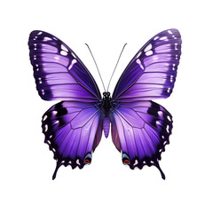 Purple butterfly isolated.