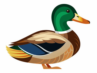 Mallard duck