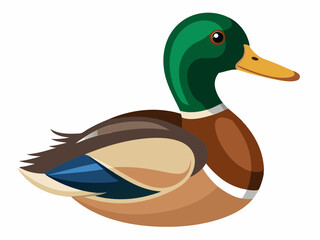 Mallard duck