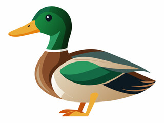 Mallard duck