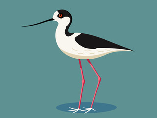 Échassier de l’avocet