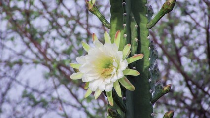 A stunning white cactus flower blooms, showcasing delicate petals against a green cactus background.