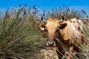 Barcaggio beach, Cap Corse, Corsica, France. typical Corsican beach with cows in freedom on the...