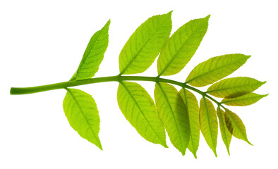 Green Elderberry.Nature, forest, gardening concept.elderberry leaves. Spring greens. medicinal plant on transparent, png